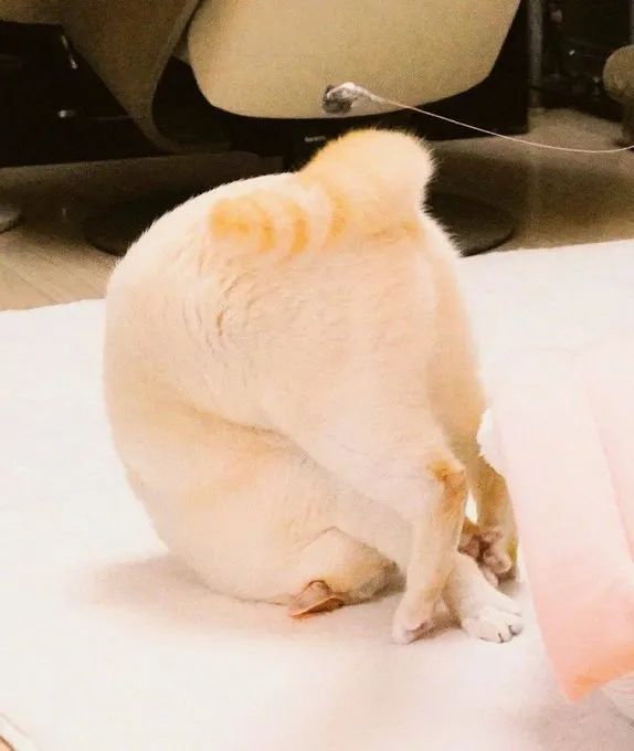 原来,猫咪也是有蜜桃臀的...-微信头条网 原来,猫咪也是有蜜桃臀的...
