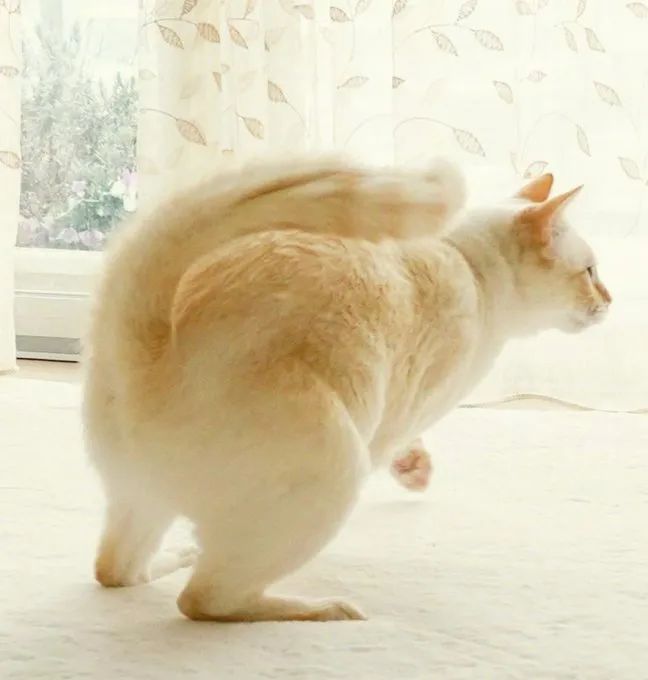 原来,猫咪也是有蜜桃臀的...-微信头条网 原来,猫咪也是有蜜桃臀的...
