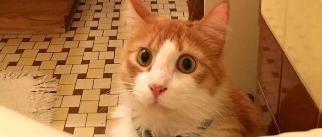 “你们养猫的人，洗澡时被猫盯着不尴尬吗？”