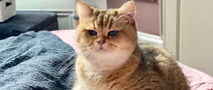 自从买了一个抱枕回家后，铲屎官就发现了一个扎心的事实......