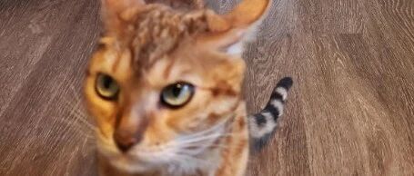 猫：不行...我受不了这委屈