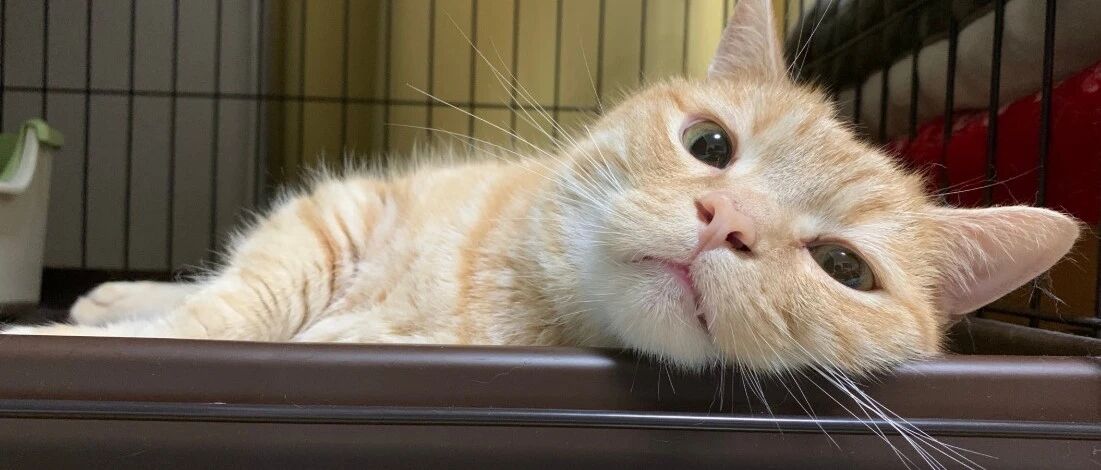 猫咪偷吃被抓现行，这也太尴尬了吧……