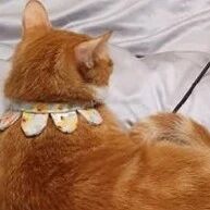 成熟的猫咪，已经学会自己逗猫了