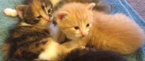 7年前在后院发现一只怀孕的流浪猫，7年后...家里的床都快被压塌啦