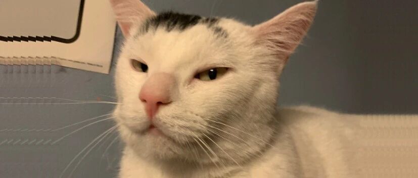 一组“令猫讨厌的猫片”，但人类却越看越喜欢，哈哈哈...