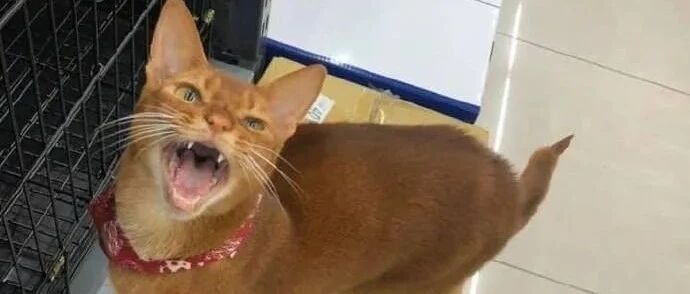 好嚣张的猫店长，付款太慢差点被打...