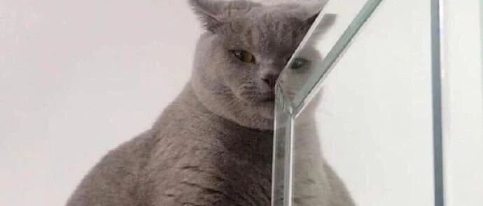 当主人撸完邻居的猫再回家时...猫：耶？你有点子怪哦