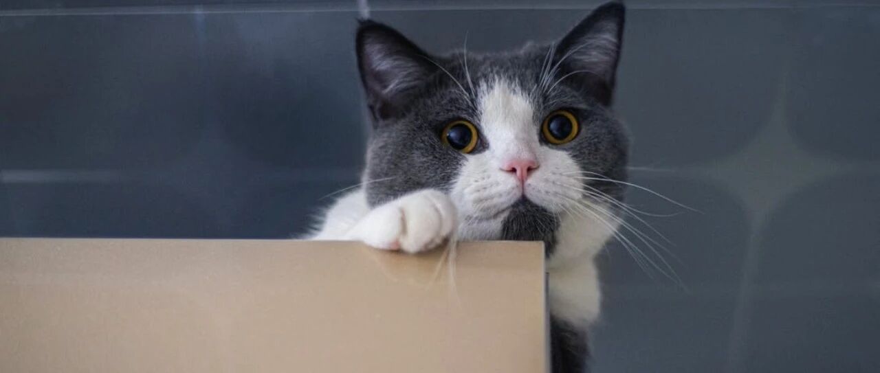 推荐一个非常适合撸猫爱好者的副业，体面、高薪、且门槛不高！