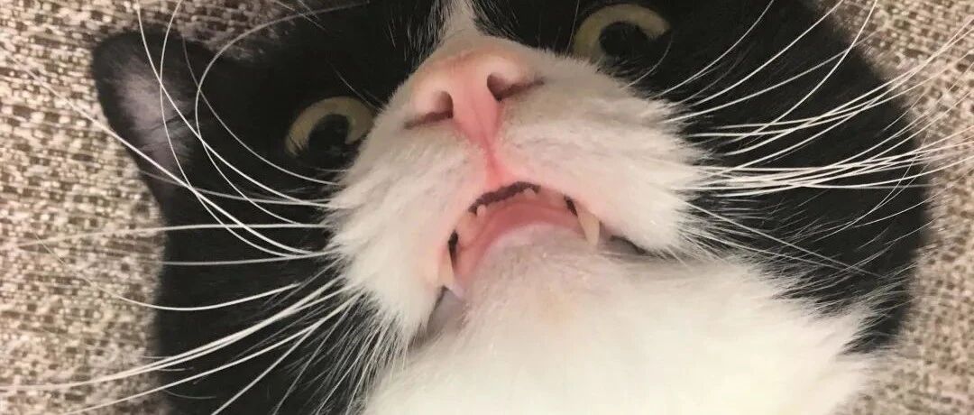 哈哈哈哈小猪咪闭眼上称现场：快捂住！我看不见就代表没长肉！