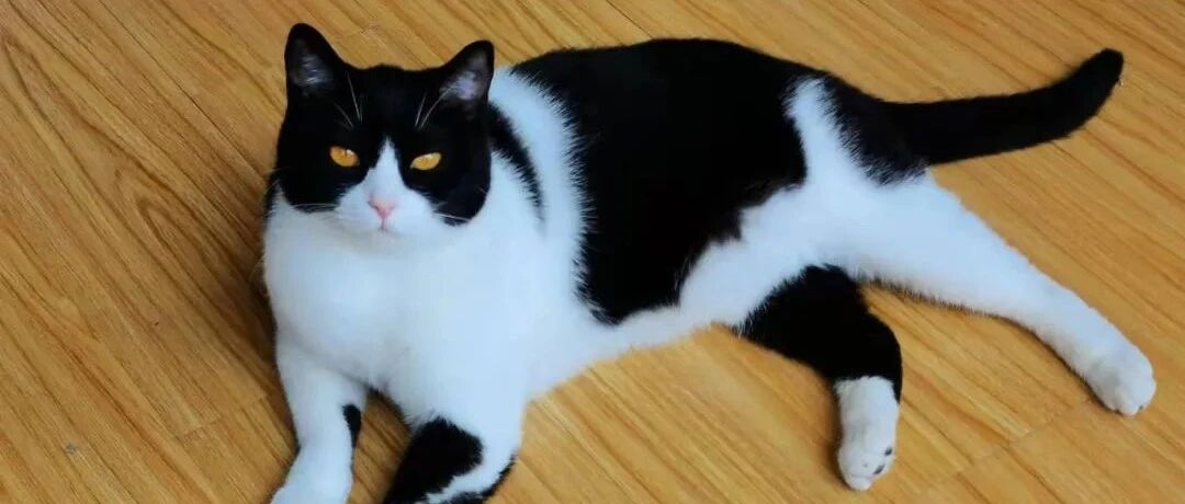 “喂妖妖灵吗，我家奶牛爱舔小伙伴奶头，怎么禁止它色色！”