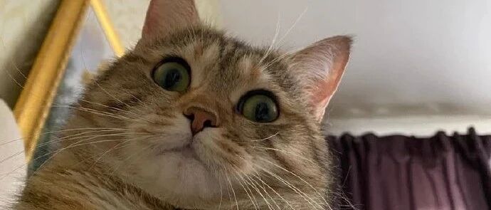 惨痛！人类被喵星人奴役的真实画面流出...