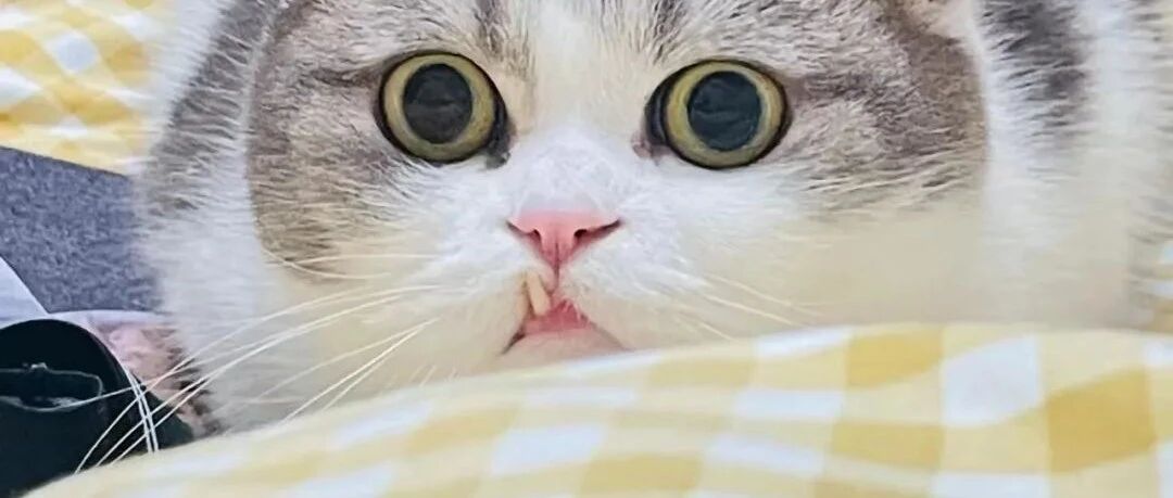 哈哈哈哈猫咪长龅牙好好笑啊，一张嘴把整张脸都毁了！