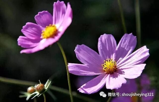 什么叫玩转snapseed 把照片修出黑背景就有4种方法 你会几个 手机摄影手册 微信公众号文章阅读 Wemp