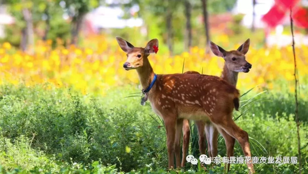 优质的品种和正规的管理是养殖梅花鹿的必要条件 东丰县梅花鹿产业发展局 微信公众号文章阅读 Wemp