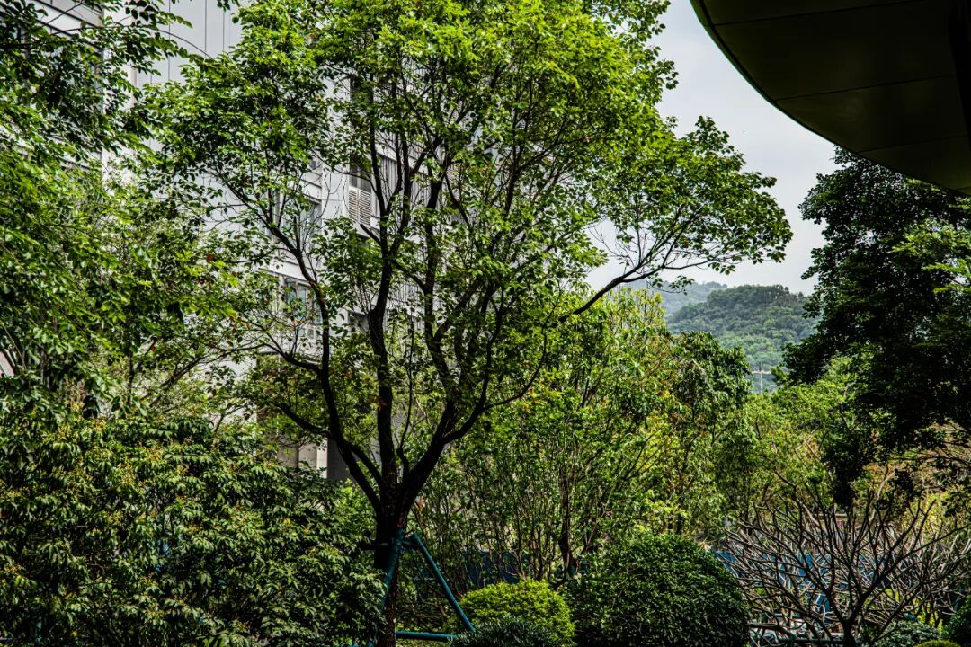 白云CBD西派云峰有新动作？