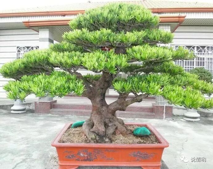 盆栽大师警告 罗汉松盆栽变盆景 关键的修剪步骤不能少 美朵 微信公众号文章阅读 Wemp