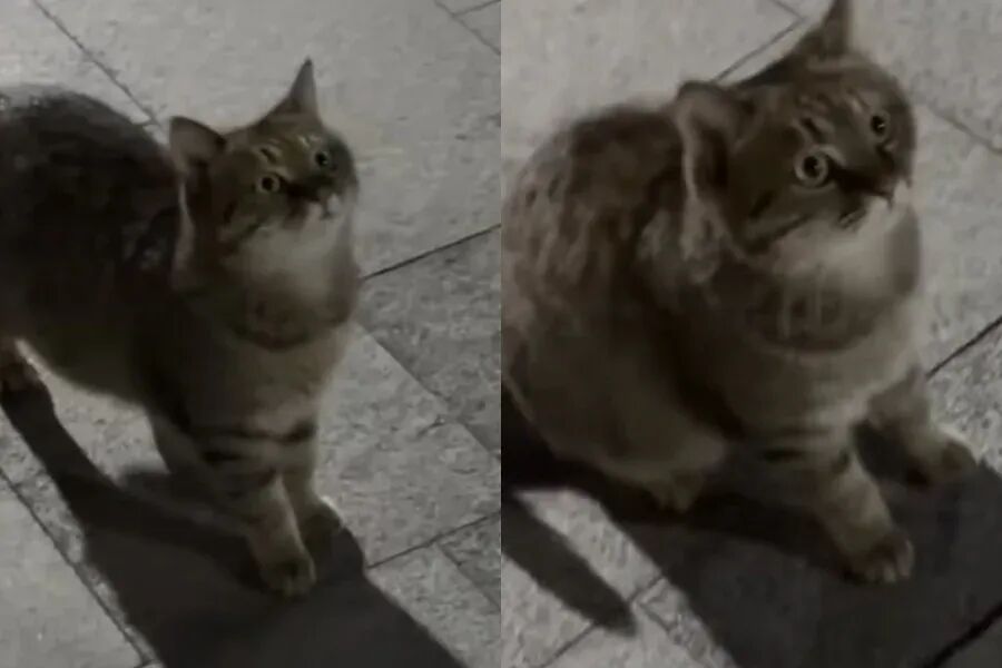 流浪猫为顺利吃到东西，竟直接说出超清晰人话，标准发音让小姐姐当场惊呼：马上给你