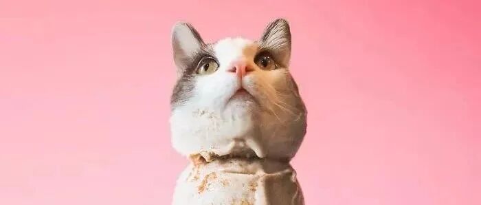 能同时满足吃货和吸猫的就他了！