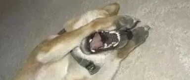 沙雕设计真可怕！