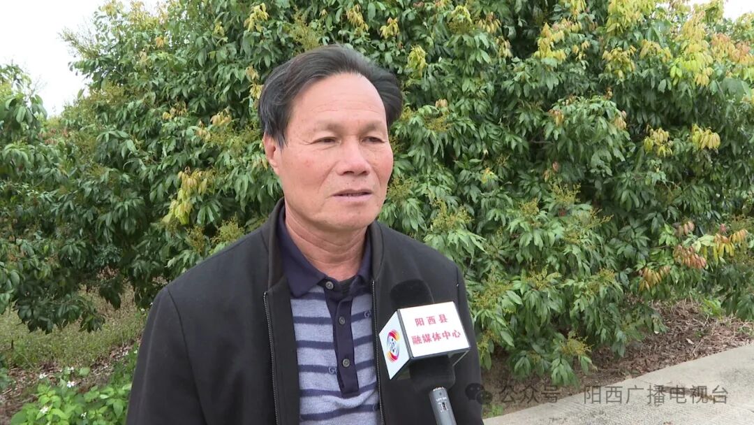 大幅降温阳西县积极做好农业防寒防冻工作