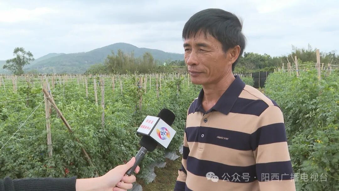 圣女果套种百香果效果好 -阳西县人民政府网站