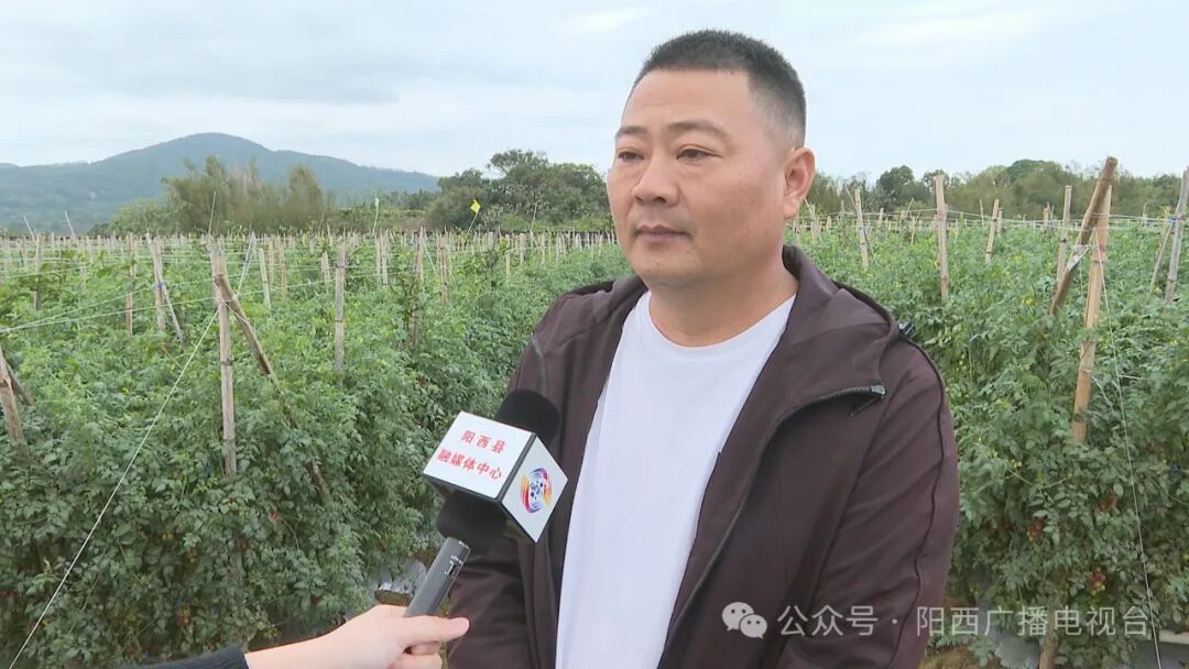 圣女果套种百香果效果好 -阳西县人民政府网站