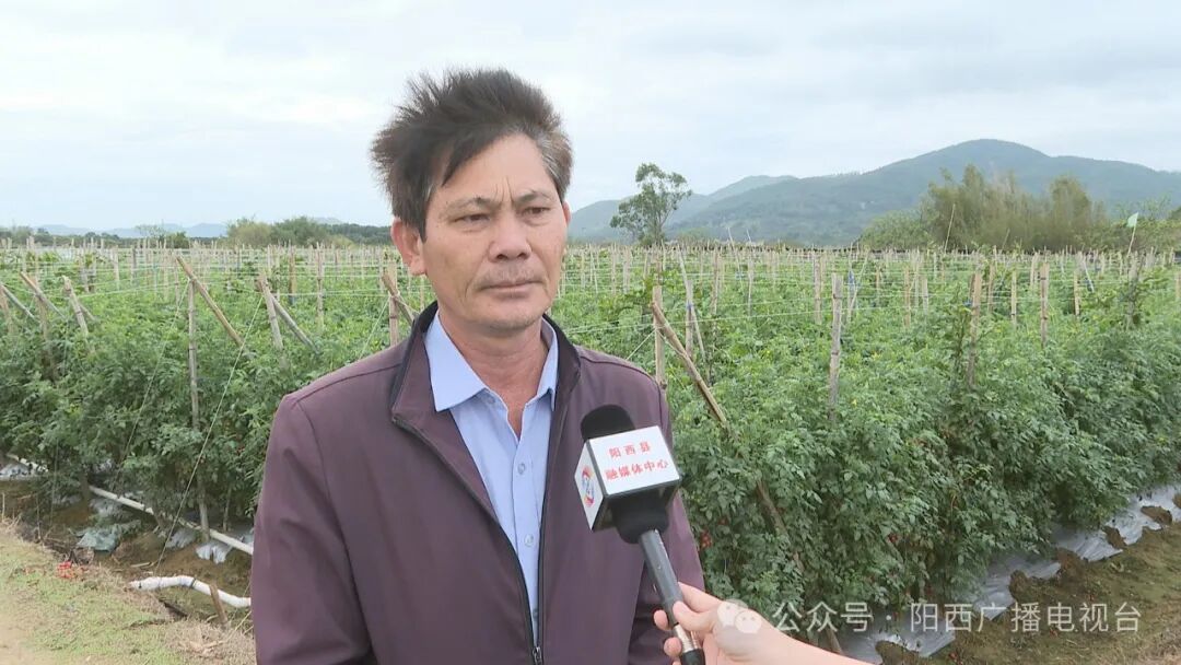 圣女果套种百香果效果好 -阳西县人民政府网站