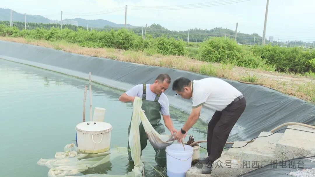 轮虫养殖产业化发展为阳西海水种业赋能