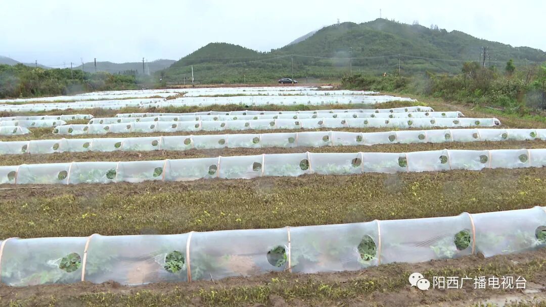 抵御寒潮阳西县上洋镇的西瓜田搭起了小房子