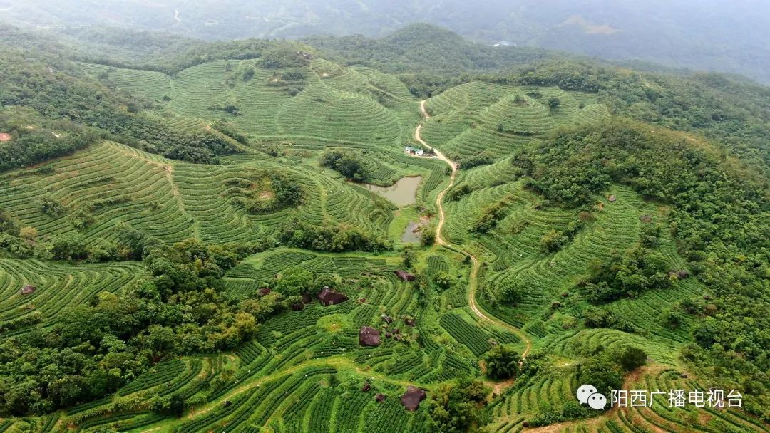 阳西东水山茶基地图片