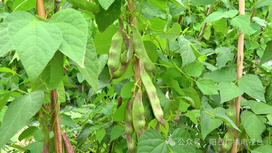 【百千万工程】塘口竹迳村:油豆热销北方市场 助