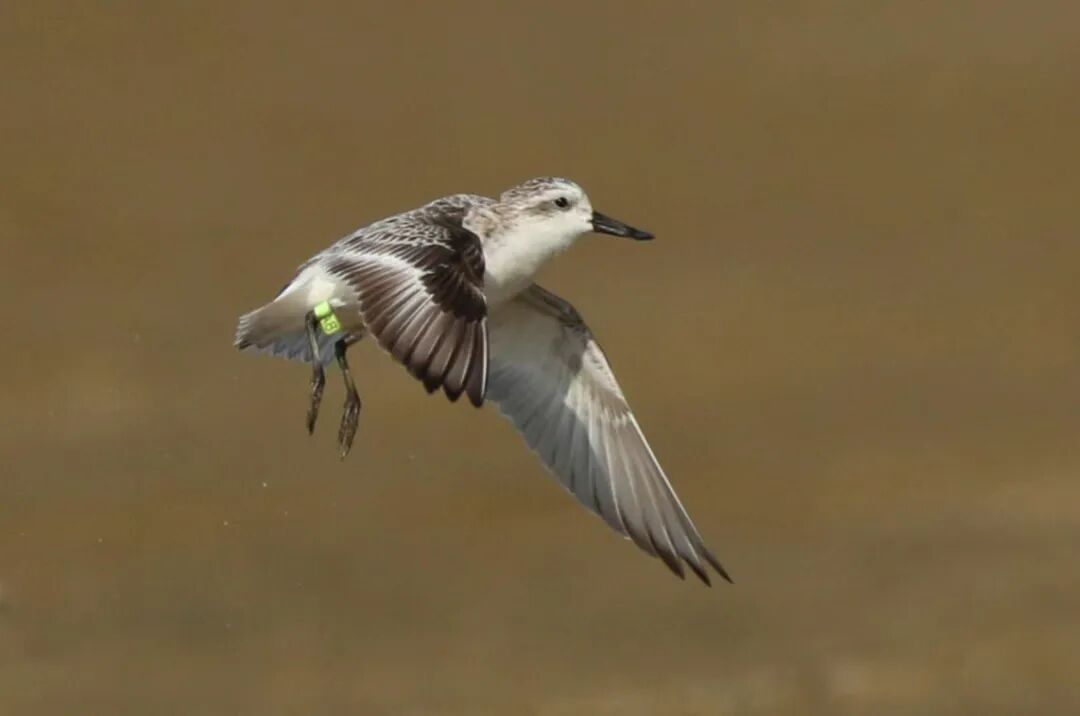 鸟中大熊猫勺嘴鹬又来阳西过冬啦今年再添新成员