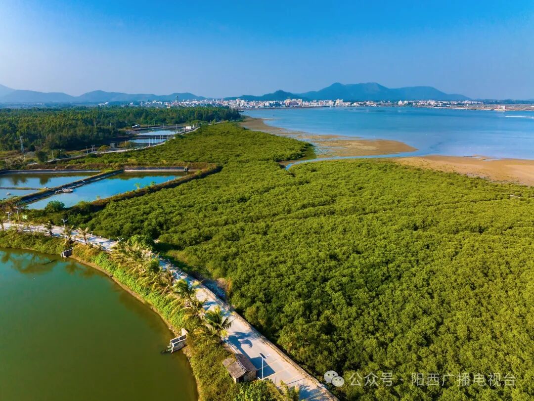 阳西县 1!广东省四季美食旅游精品线路(冬季主题)名单公布