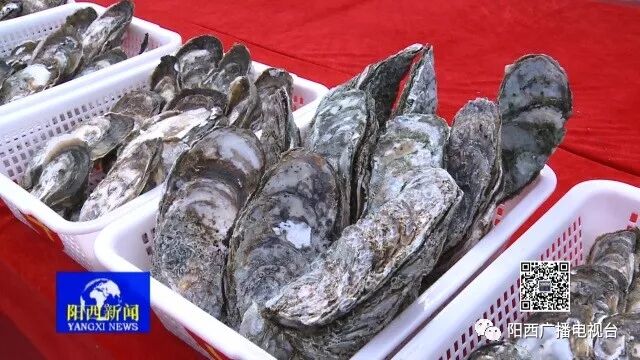 新闻特写蚝美阳江美食节蚝王新鲜出炉