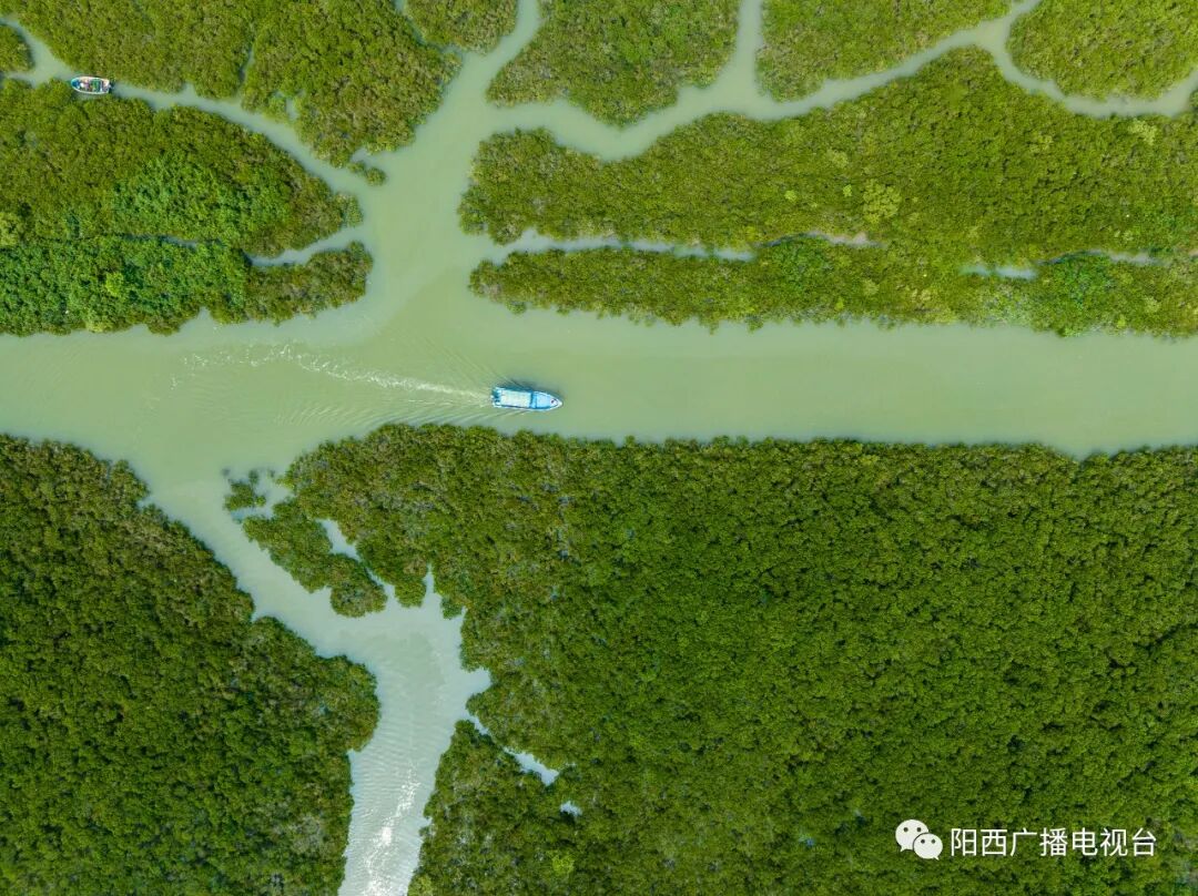 打卡绿美阳西程村红树林你到底藏着多少秘密