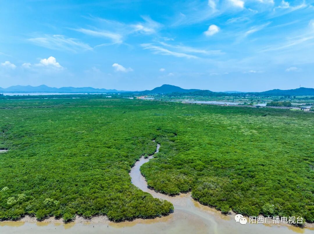 打卡绿美阳西程村红树林你到底藏着多少秘密