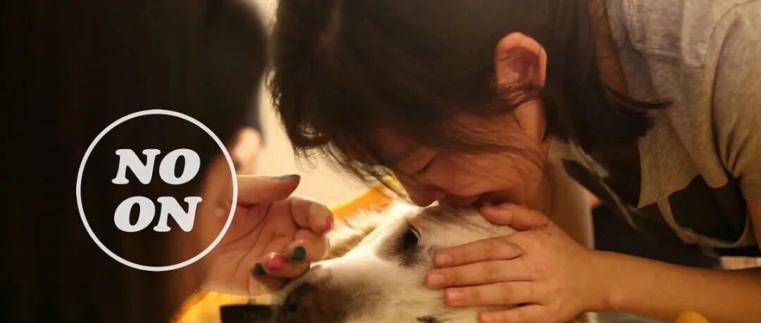 宠物殡葬师、侦探、摄影师口述：与它们的相遇、离别和找寻 | 正午