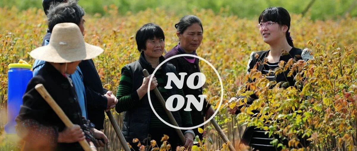 选调生自述：985毕业女生在基层的经历与困惑丨正午