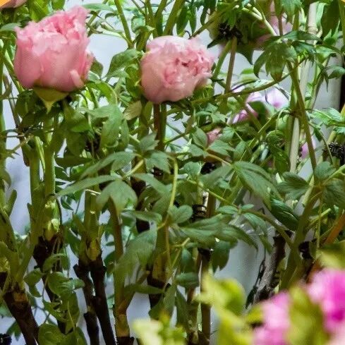 【網絡中國節·春節】人人人！首屆新春年味節，就在鼓樓這里