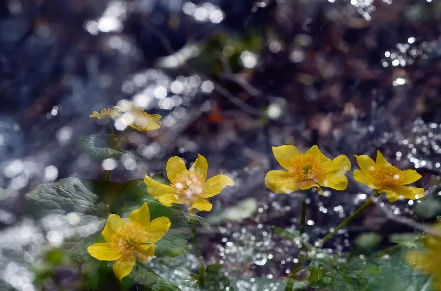 身体记录着一切——父母体内的压力细胞记忆，会传导给孩子