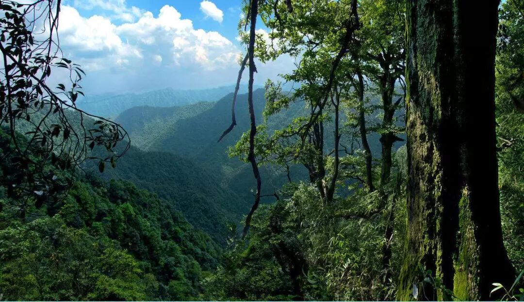 〈3月8-10日〉穿越原始森林,徒步黄荆老林 - 出行线路-驴友空间自助