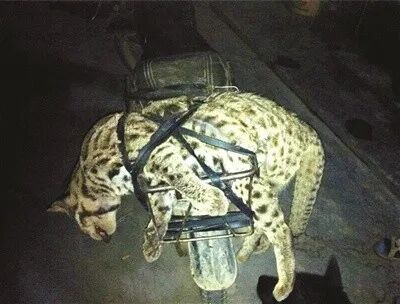 世界珍稀动物名录_世界珍稀动物仅剩一只_珍稀仅剩动物世界了吗