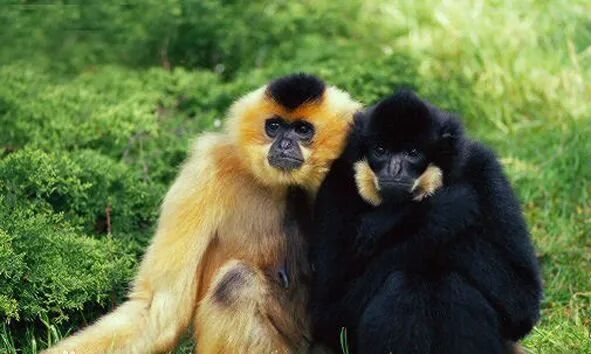 珍稀仅剩动物世界了吗_世界珍稀动物仅剩一只_世界珍稀动物名录