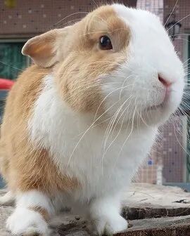 世界珍稀动物名录_世界珍稀动物仅剩一只_珍稀仅剩动物世界了吗