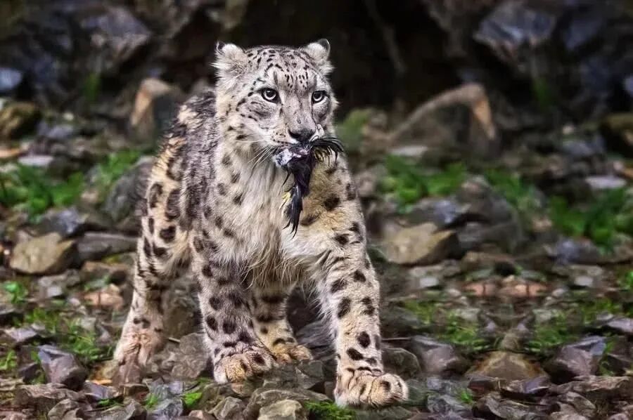 珍稀仅剩动物世界了吗_世界珍稀动物名录_世界珍稀动物仅剩一只