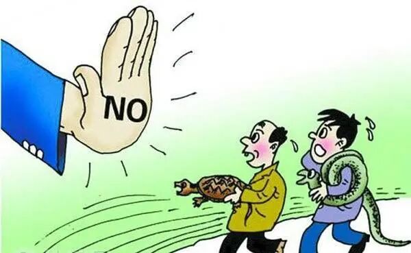 世界珍稀动物仅剩一只_珍稀仅剩动物世界了吗_世界珍稀动物名录