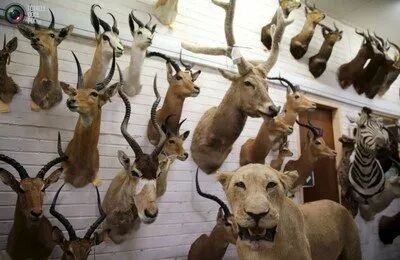 世界珍稀动物名录_珍稀仅剩动物世界了吗_世界珍稀动物仅剩一只