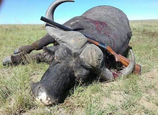 世界珍稀动物名录_珍稀仅剩动物世界了吗_世界珍稀动物仅剩一只