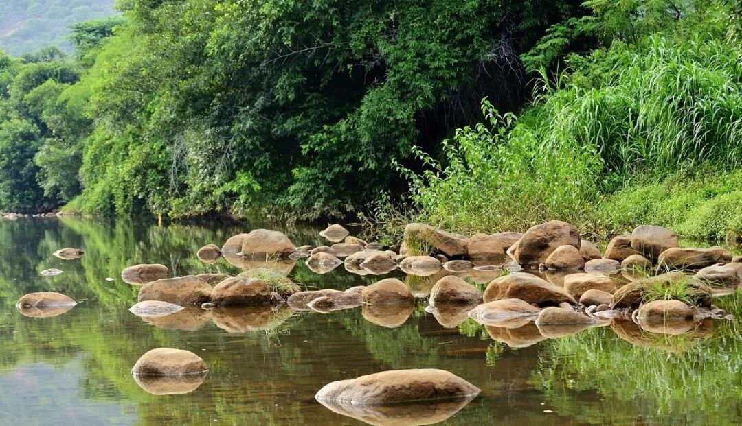 珍稀仅剩动物世界了吗_世界珍稀动物名录_世界珍稀动物仅剩一只