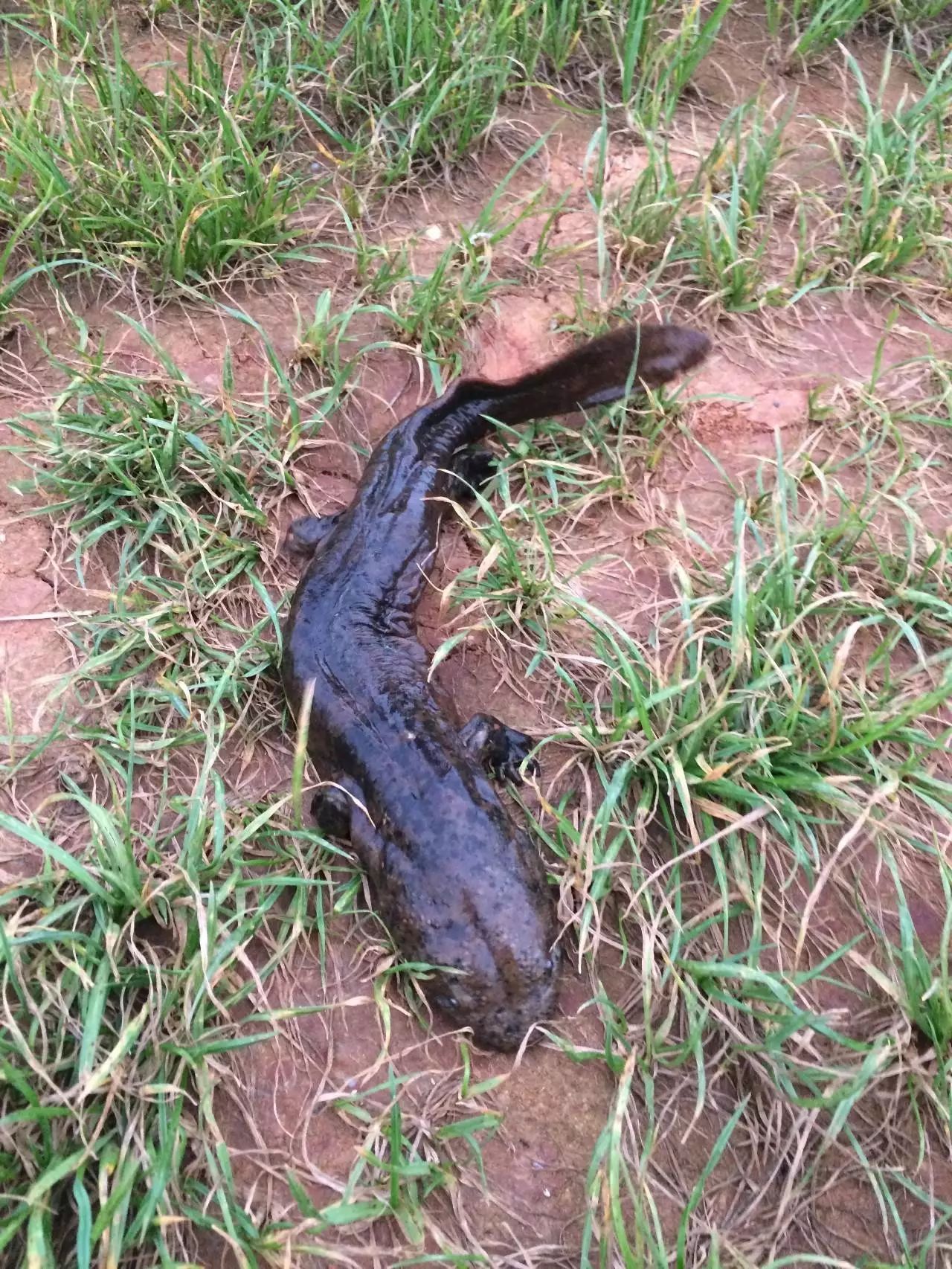 常德市民在柳葉湖發現娃娃魚?它會不會是野生的.(內附視頻)